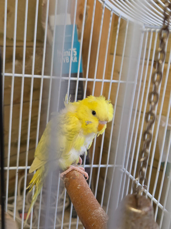 Two female Helicopter baby budgies