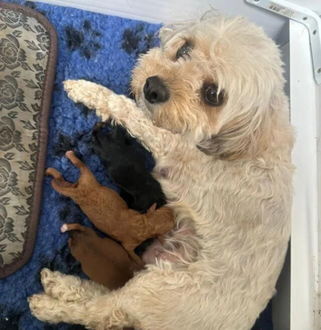 Fabulous Home Raised Cavachon Puppies