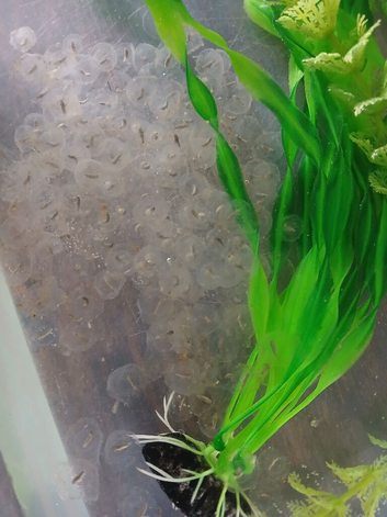 Axolotl eggs. Around 300x, layed 30 April