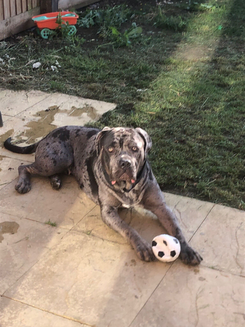 3 year old Cane corse X