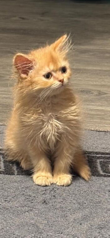 3 persian kittens left