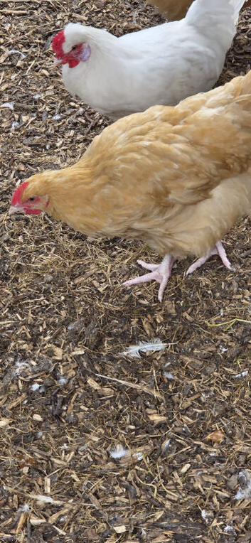 Buff Orpington cockerel for sale