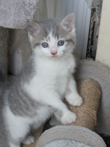 GORGEOUS SHORTHAIR CROSS BLUE/GREY BOY