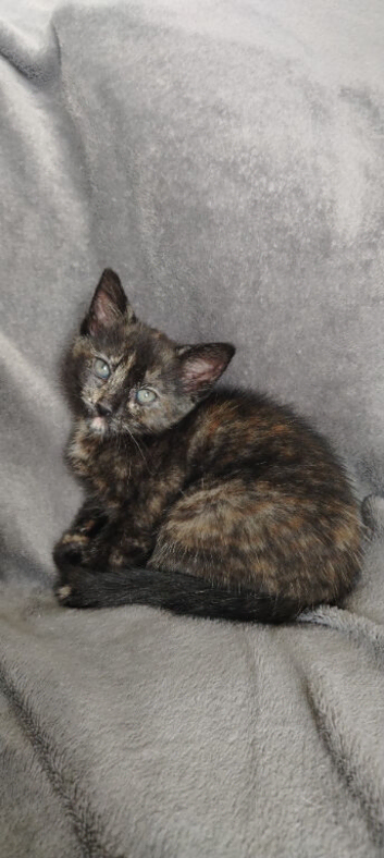 Beautiful Tortoise kittens