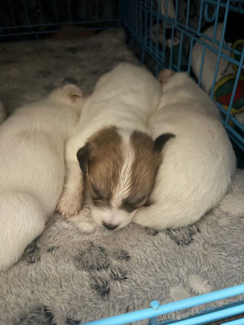 Jug puppy&rsquo;s