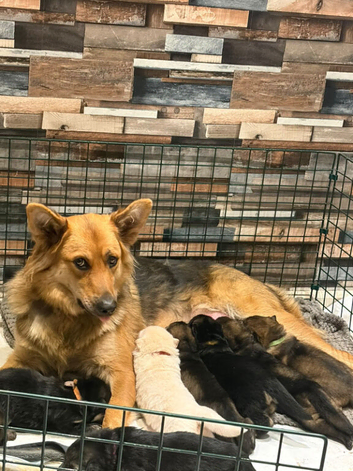 1 female German shepherd puppy remaining