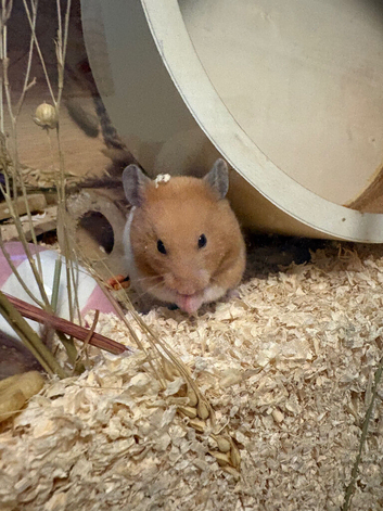 Female Syrian hamster