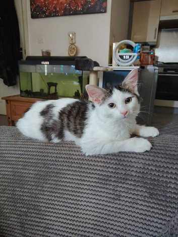 Female kitten
