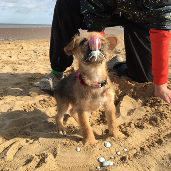 Adventure pups