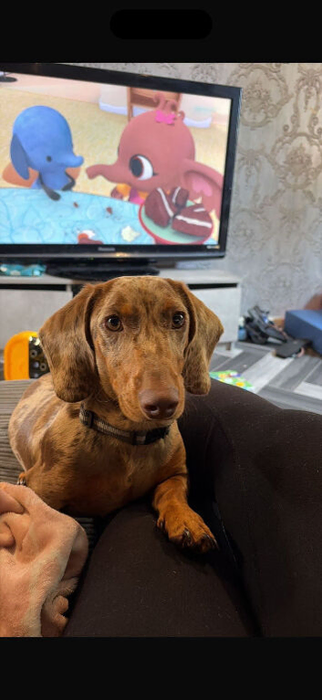 9 month male Miniture dashund