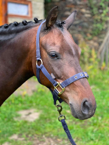 Cracking 13.2hh British Riding Pony