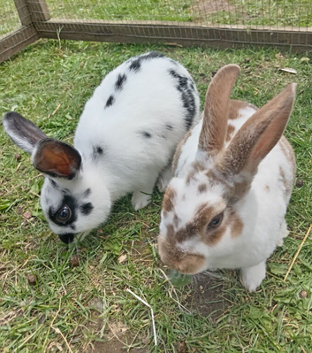8wk old 2 boys 2 girls