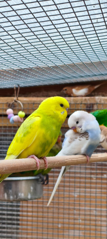 5 young budgies for sale in Maidstone