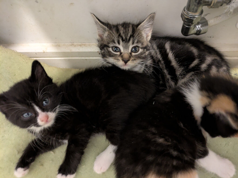 2 beautiful female kittens