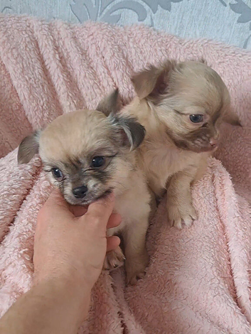 *3 boys left* Long coat chihuahua pups Ready to leave 9th July