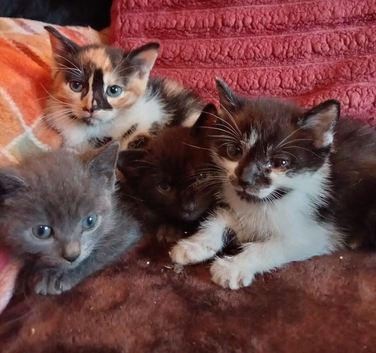 X4 8wk old mixed colour kittens