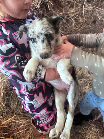 Blue Merle Bitch and Tri Dog