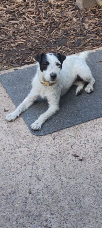 Jack Russel bitch 10 months old
