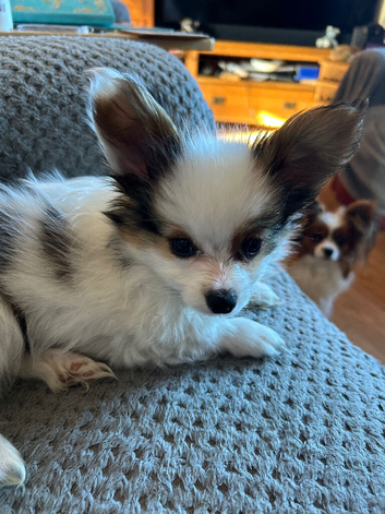 Kc reg papillon puppys.READY NOW!!!!