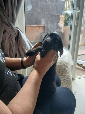 Flat coat puppies