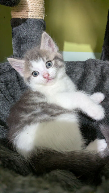 Cute Kittens Looking Homes