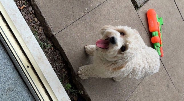Make cavapoo