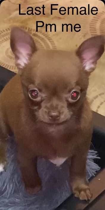 Chihuahua chocolate girl