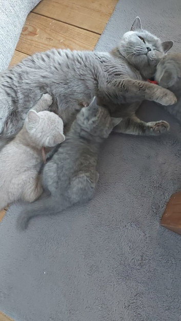 GCCF Pedigree British Shorthair Kittens