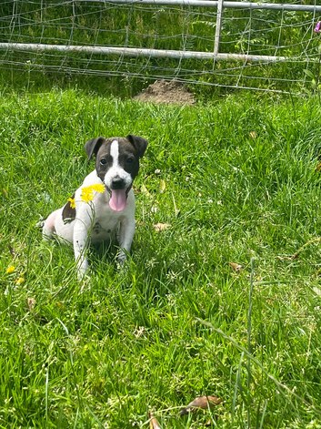 Parson type jack russells
