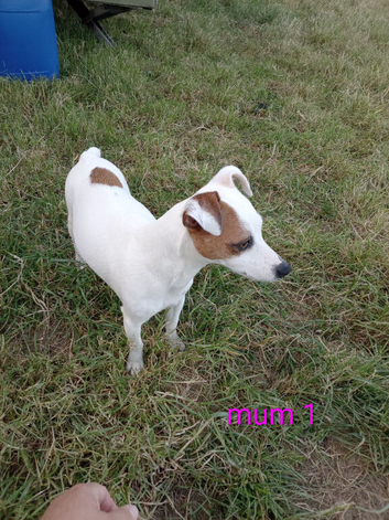 3 female and 3 male jack russell puppies looking for a forever homes