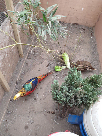 Golden pheasant for sale