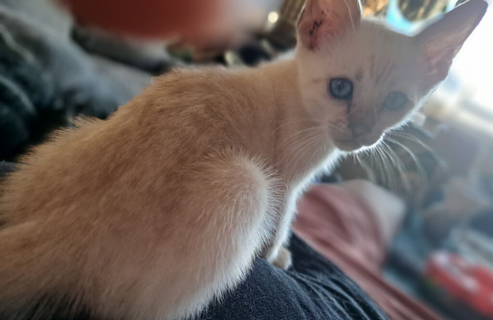 Blue eyed Snow lynx bengal kittens