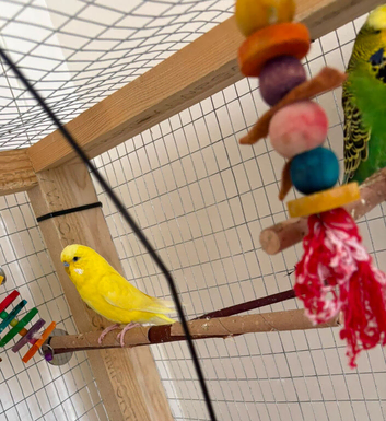 2 male budgies