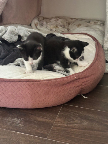 Kittens looking for a home