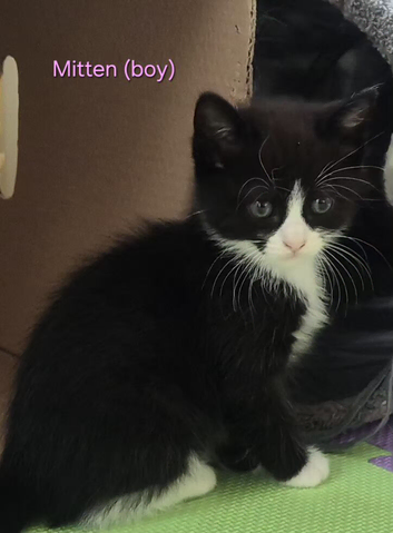 GORGEOUS FLUFFY KITTENS LOOKING FOR THEIR FOREVER HOMES