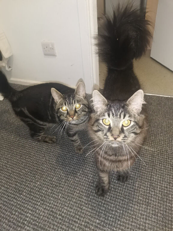 Bengal x kittens