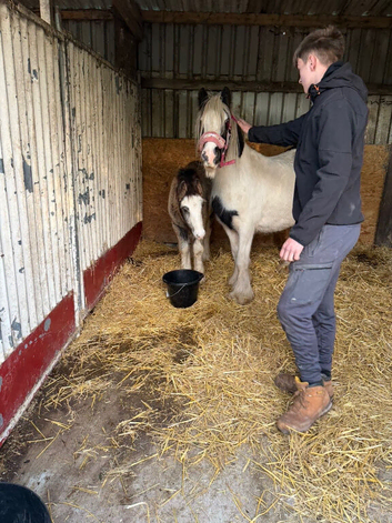 13hh mare and colt foal