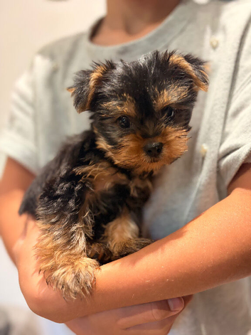 YORKSHIRE TERRIER