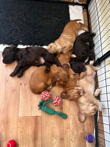 Working Cocker Spaniel Puppies &ndash; 2 Boys From litter of 6 Available