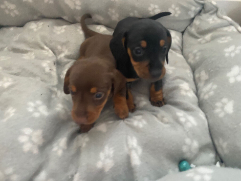 Beautiful dachshund puppies