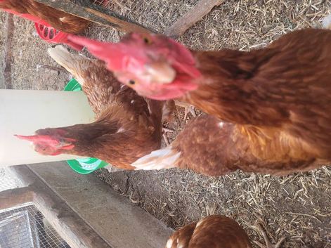 6 x warren hens