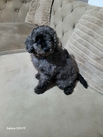 Ready for her forever home cavapoo girl