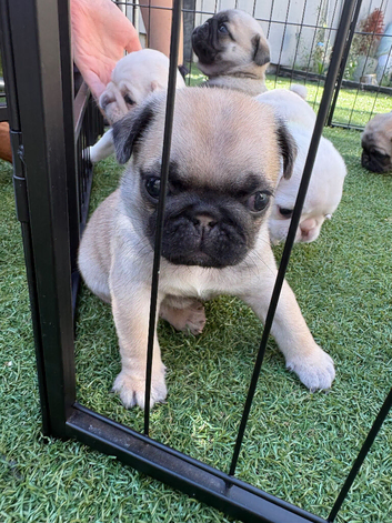 Kc registered pedigree pug puppies