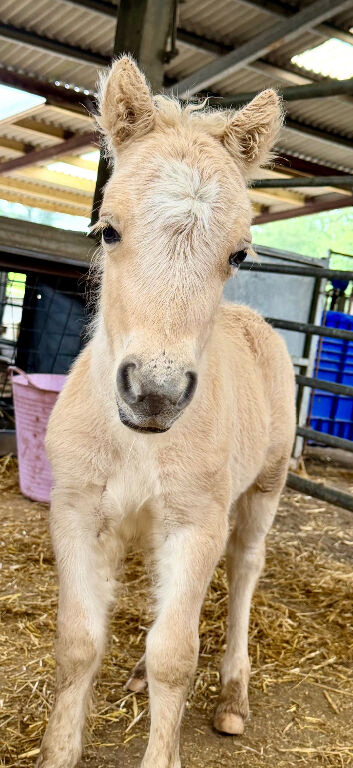 Miniature Shetland Colt