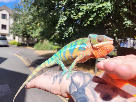 Panther chameleon male