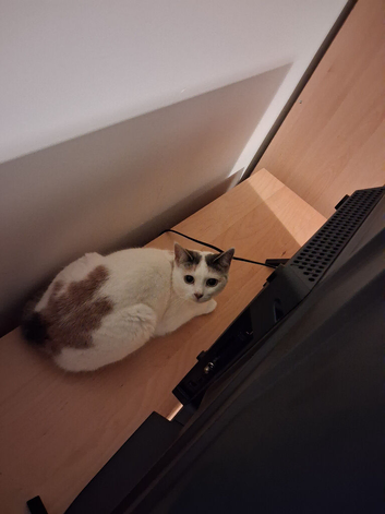 Female cat