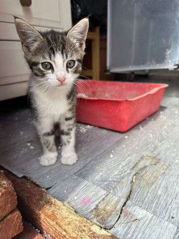 Kitten