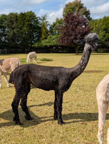 3 Non Breeding Females For Sale