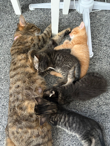 Kittens for sale