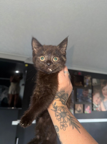 2 Scottish straight female kittens